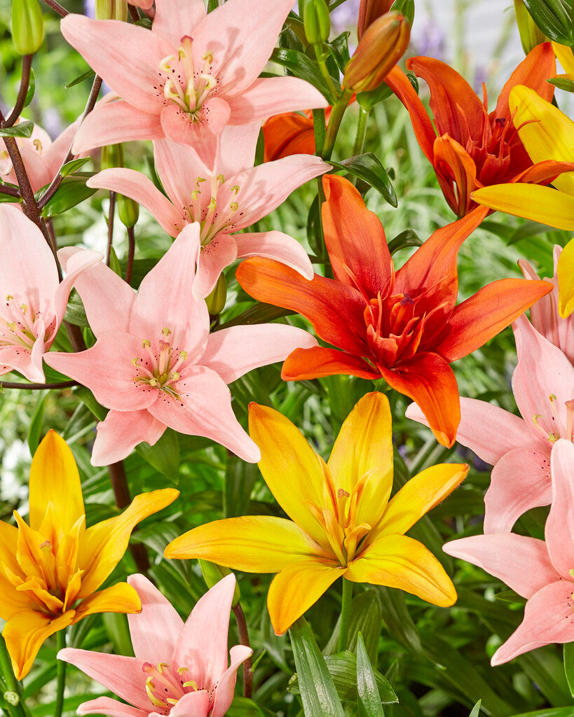 Lilium Asiatisk Blandet 3-pakning